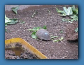 Baby tortoise #86 at the Charles Darwin Station.