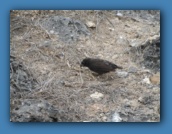 A ground finch.