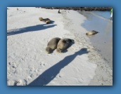 Afternoon on Santa Fe Island.
Sea lions rule the beach.