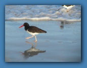 American Oystercatcher hunting on the beach.