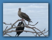 Our first Red-footed Booby sighting with a Frigatebird.