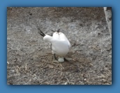 A Nazca Booby with 2 eggs!!!
Which one will survive?