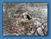 Immature Frigatebird on the nest.