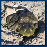 Big frog at Squaw Creek Wildlife Refuge, Missouri