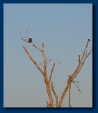 Bald Eagle at Squaw Creek Wildlife Refuge, fall 2005