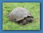 Giant tortoise on Santa Cruz Island.