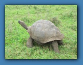 The tortoise stands to allow finches to clean his underbelly of ticks.