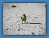 A young Galapagos hawk.