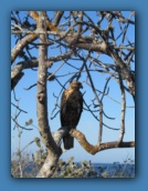 Galapagos hawk in a tree.
