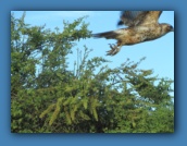 Barely caught the hawk in flight.