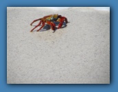 More crab pictures.