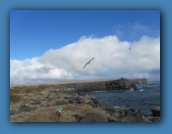 Waved Albatross soaring above the cliffs.
This is called "the airport".