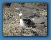 Waved Albatross - these birds have a 7 foot wingspan.
Espanola Island is their primary breeding ground.