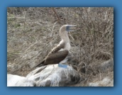 A Blue Footed Booby. Why were they named that??