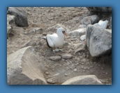 A Nazca Booby with one egg.
A second egg will be laid. When they hatch,
the strongest will cast out the other.
This is known as siblicide.