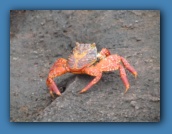 We were greeted by a crab.