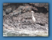 A Great Blue Heron as we land at Post Office Bay.