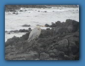 A Great Blue Heron at our landing site at Dragon Hill.
