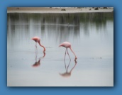 American Flamingos in a lagoon