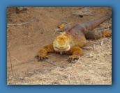 Dragon Hill was aptly named.
This is a Land Iguana.