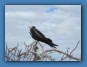 A female Great Frigatebird.