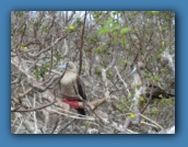 More Red-footed Boobies.