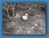A male Nazca Booby has built a nest and waiting for a female.
Where's the TV?