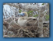 Red-footed Booby on a nest.