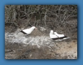 These Boobies seemed to be discussing whose nest this was.
And it got very <a href="movies/MVI_1849_x264.mp4">animated!</a>