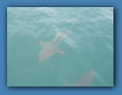 After snorkeling (hoping to see sharks), we saw these
back at the boat. They were about 10 feet long.