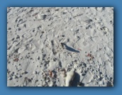 A Mockingbird in our footprints.