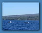 Humpback whales encountered during our ride out to Molokini.